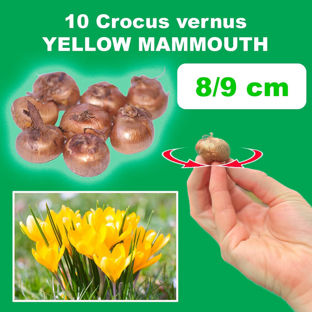 Crocus 'Yellow Mammouth' - 10 Bulbs