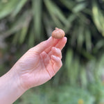 Load image into Gallery viewer, Crocus tommasinianus &#39;Ruby Giant&#39; - 15 Bulbs
