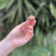 Crocus tommasinianus 'Ruby Giant' - 15 Bulbs