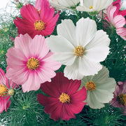 Flower Seed Kit - 5 Seed Bags (Mix of Cosmos bipinnatus, Flowers for Bees, Flowers for Butterflies, Dwarf Japanese Lawn, Tagetes)