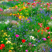 Flower Seed Kit - 5 Seed Bags (Mix of Cosmos bipinnatus, Flowers for Bees, Flowers for Butterflies, Dwarf Japanese Lawn, Tagetes)