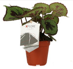 Load image into Gallery viewer, Begonia masoniana &#39;Rock&#39; - pot 12cm height 30cm
