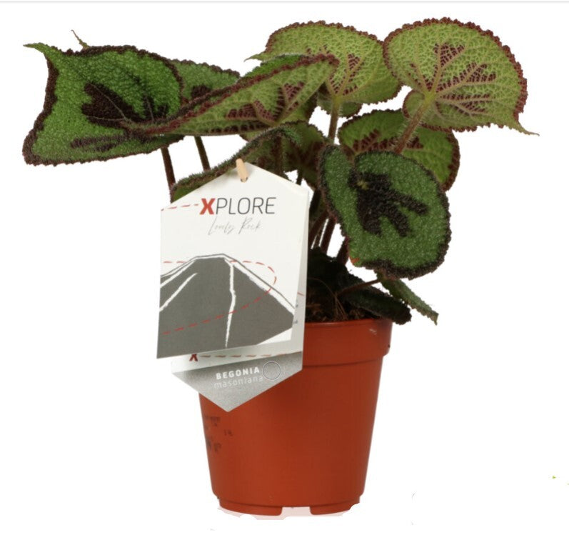 Begonia masoniana 'Rock' - pot 12cm height 30cm