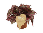 Load image into Gallery viewer, MM-SM152 - 0
