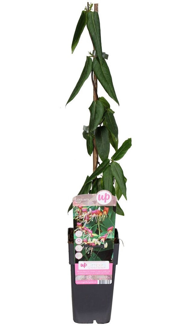MM-HOOG175 - 0