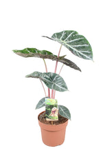 Load image into Gallery viewer, Alocasia baginda &#39;Pink Dragon&#39; - pot 17cm height 60cm
