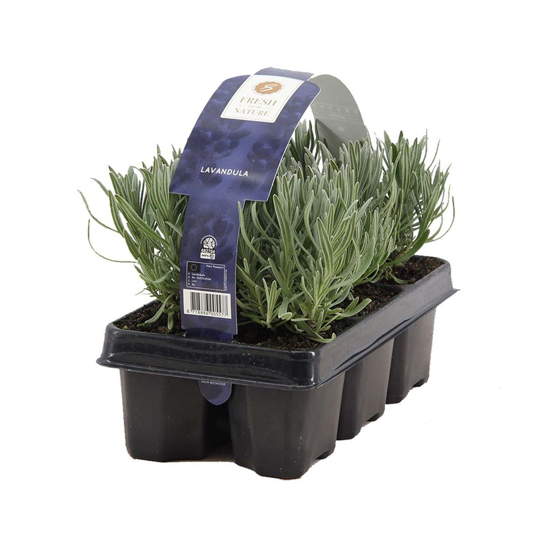 MM-MEC-0688 - 0