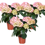 Load image into Gallery viewer, MM-MEC-0708 - 0
