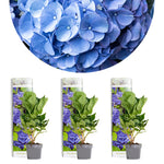 Load image into Gallery viewer, MM-MEC-0721 - 0
