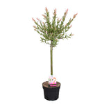 Load image into Gallery viewer, MM-MEC-0727 - 0

