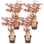 Load image into Gallery viewer, MM-MEC-0729 - 0
