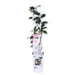 Load image into Gallery viewer, MM-MEC-0815 - 0
