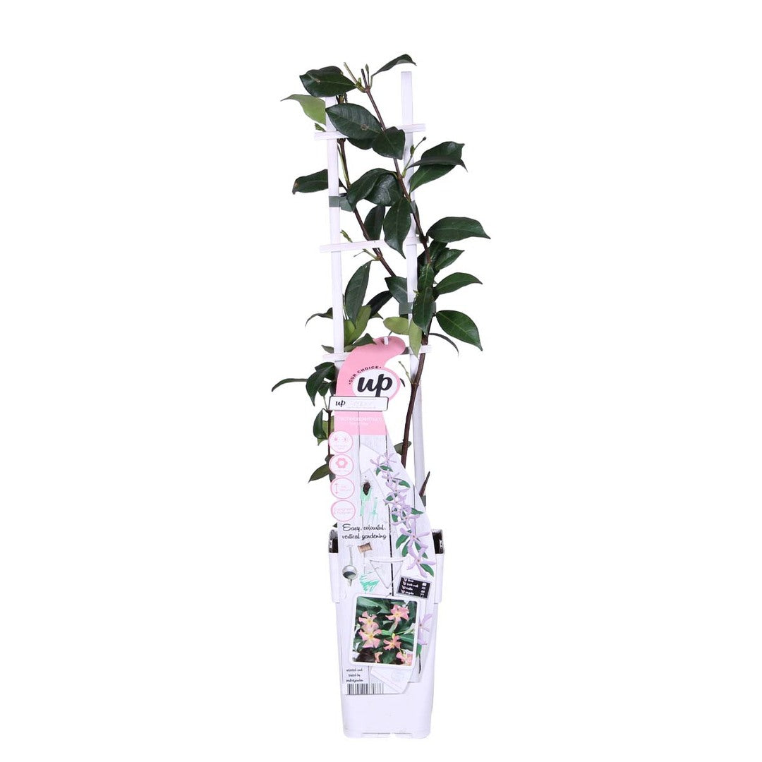 MM-MEC-0815 - 0