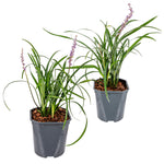 Load image into Gallery viewer, MM-MEC-0944 - 0
