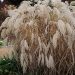 Load image into Gallery viewer, MM-MEC-0927 - 0
