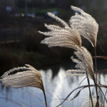 Load image into Gallery viewer, MM-MEC-0927 - 1
