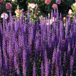 Load image into Gallery viewer, MM-MEC-0886 - 0
