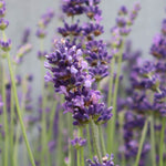 Load image into Gallery viewer, MM-MEC-0886 - 1

