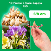 Freesia Double, BLUE - 10 Bulbs