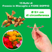 Freesia Double Mix - 15 Bulbs