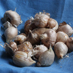 Load image into Gallery viewer, Freesia Double Mix - 15 Bulbs
