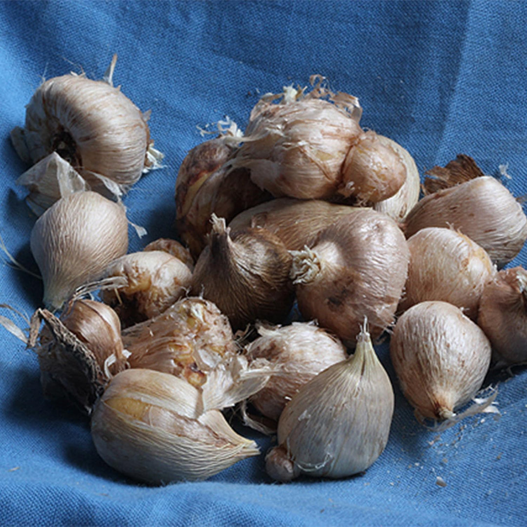 Freesia Double Mix - 15 Bulbs