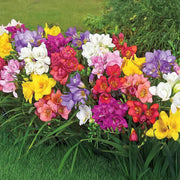 Freesia Double Mix - 15 Bulbs