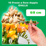 Freesia Double, YELLOW - 10 Bulbs