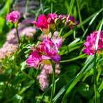 Load image into Gallery viewer, Freesia Double, PINK - 10 Bulbs
