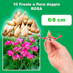 Load image into Gallery viewer, Freesia Double, PINK - 10 Bulbs
