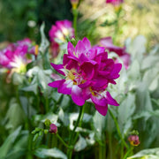 Freesia Double, PINK - 10 Bulbs