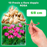 Freesia Double, PINK - 10 Bulbs