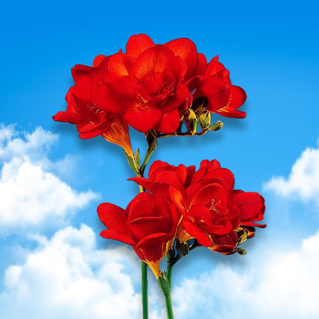 Freesia Double, RED - 10 Bulbs