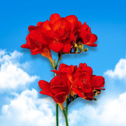 Freesia Double, RED - 10 Bulbs