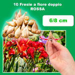 Load image into Gallery viewer, Freesia Double, RED - 10 Bulbs
