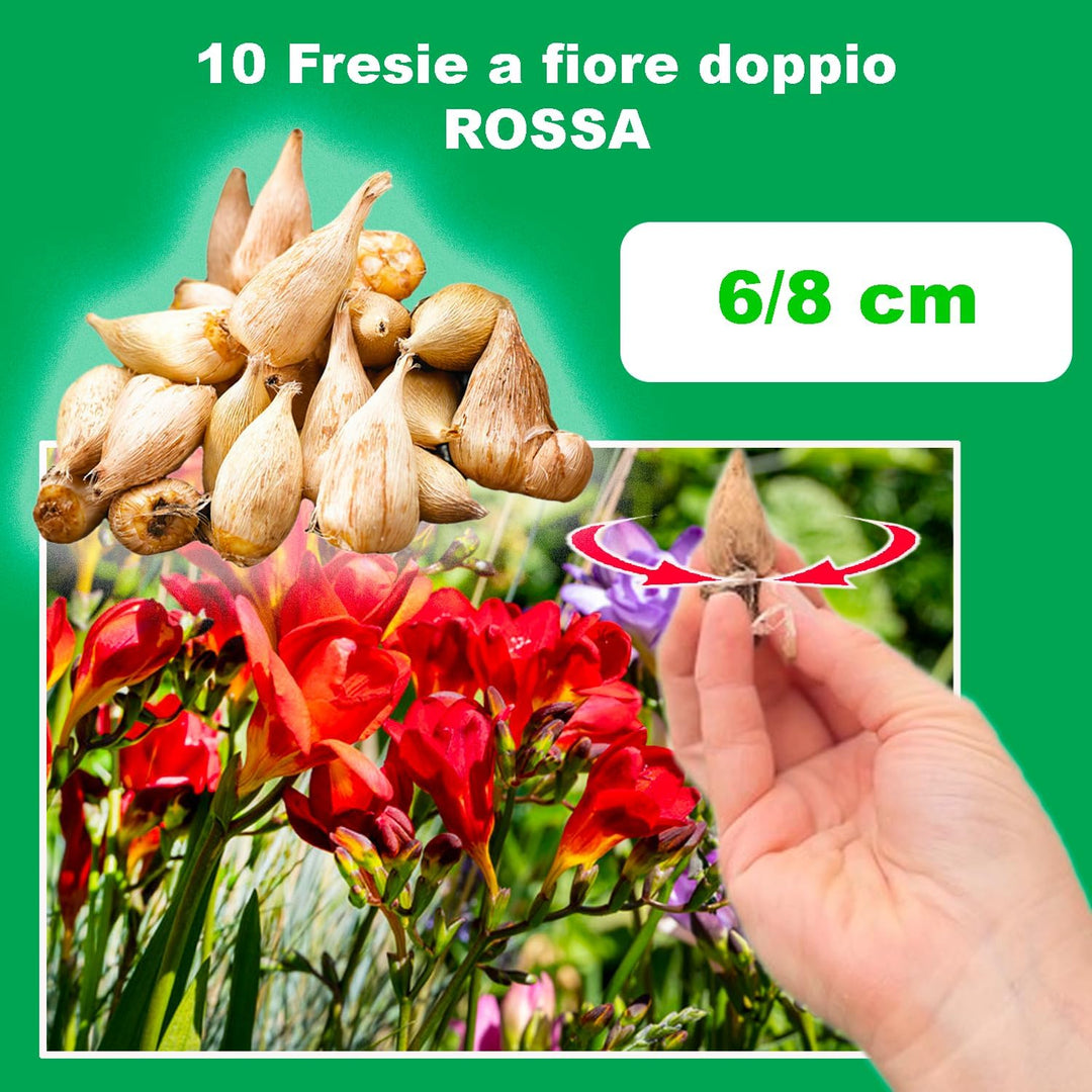 Freesia Double, RED - 10 Bulbs