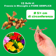 Freesia Single Mix - 15 Bulbs