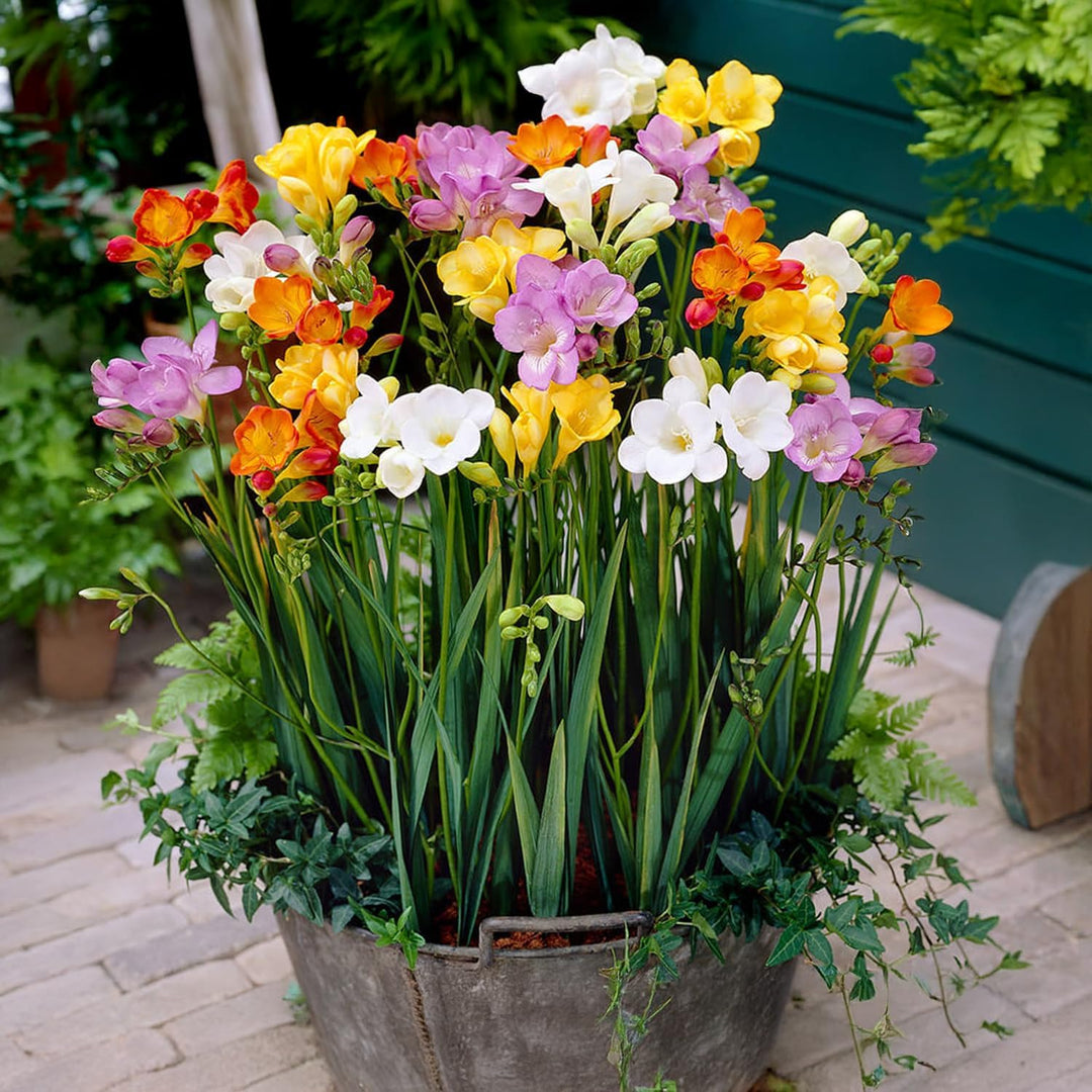 Freesia Single Mix - 15 Bulbs