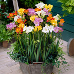 Load image into Gallery viewer, Freesia, MIXED - 30 Bulbs
