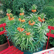 Fritillaria imperialis RUBRA - 1 Bulb