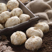 Fritillaria imperialis ‘Lutea Maxima’ - 1 Bulb