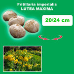 Load image into Gallery viewer, Fritillaria imperialis ‘Lutea Maxima’ - 1 Bulb
