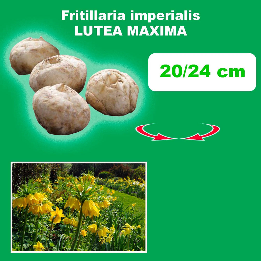 Fritillaria imperialis ‘Lutea Maxima’ - 1 Bulb