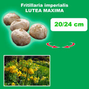 Fritillaria imperialis ‘Lutea Maxima’ - 1 Bulb