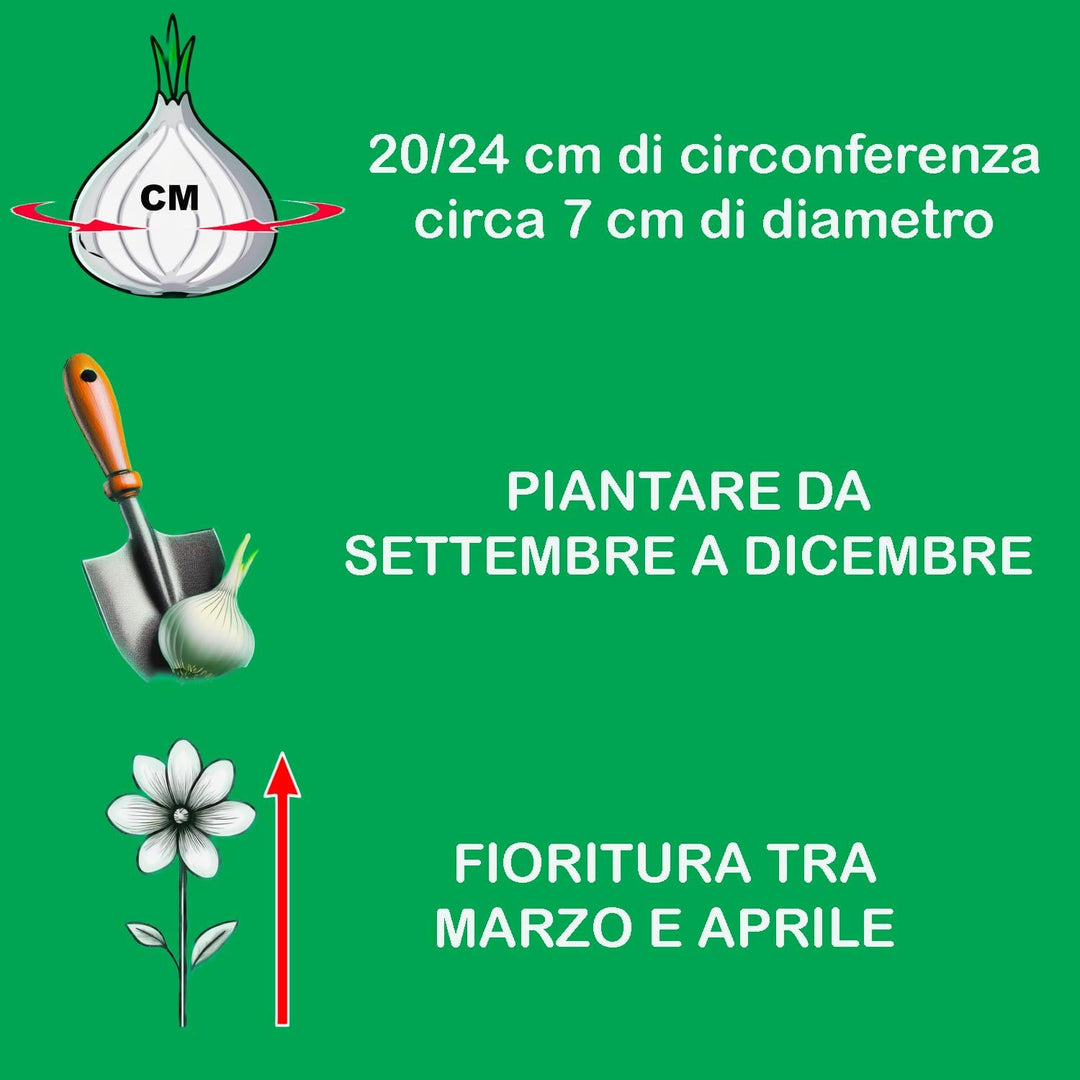 Fritillaria imperialis ‘Lutea Maxima’ - 1 Bulb