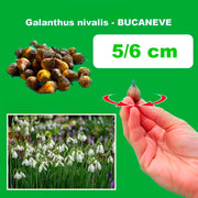 Galanthus nivalis (Snowdrops) - 20 Bulbs