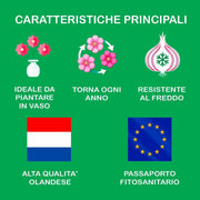 Galanthus nivalis (Snowdrops) - 20 Bulbs