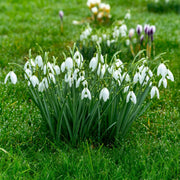 Galanthus nivalis (Snowdrops) - 20 Bulbs