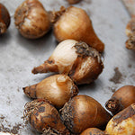 Load image into Gallery viewer, Galanthus nivalis (Snowdrops) - 20 Bulbs
