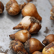 Galanthus nivalis (Snowdrops) - 20 Bulbs